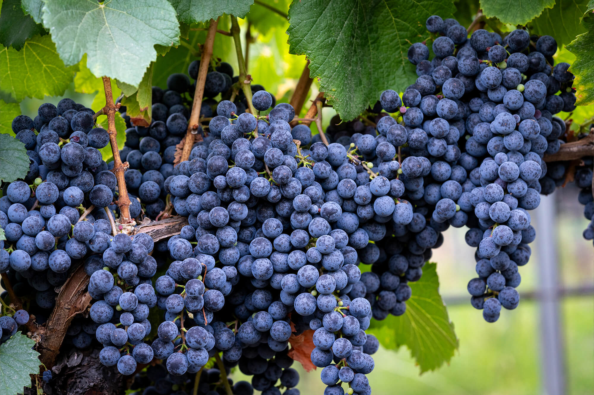 Close up of grapes with vineyard in the background