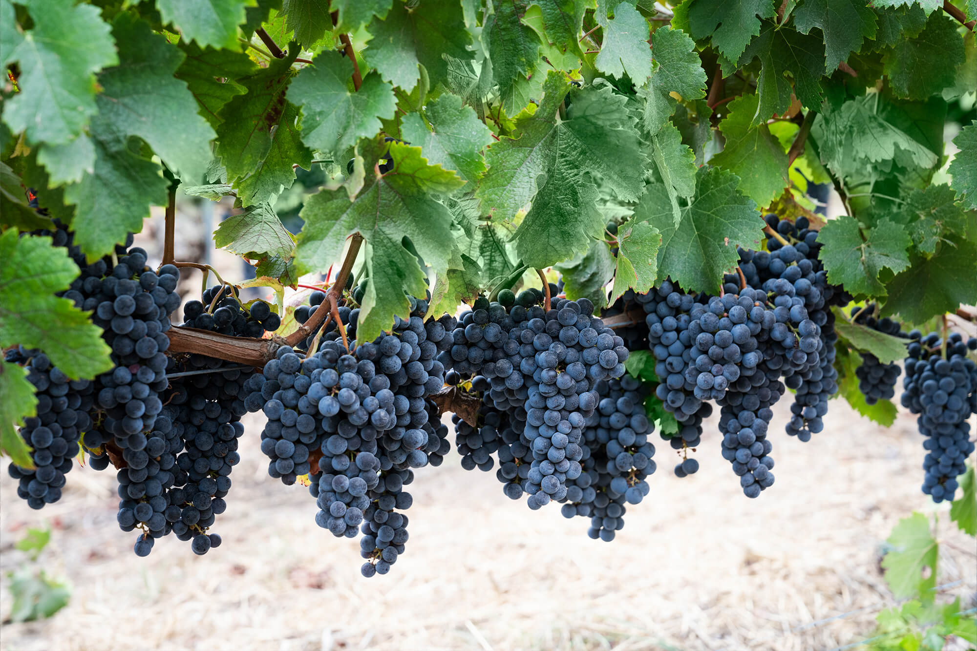 Close up of grapes on a vine